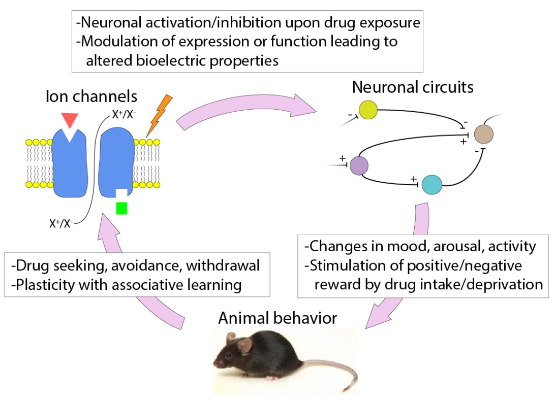 An infographic showing a cycle of behavior and changes for animals exposed to nicotine