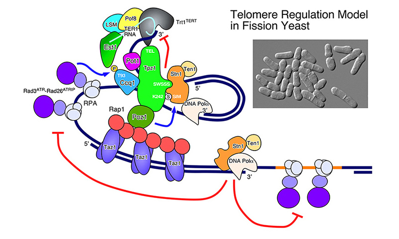 fission yeast telomere regulation