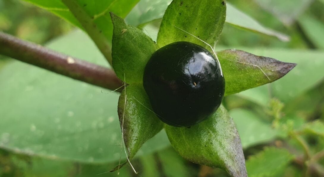 Atropa belladonna