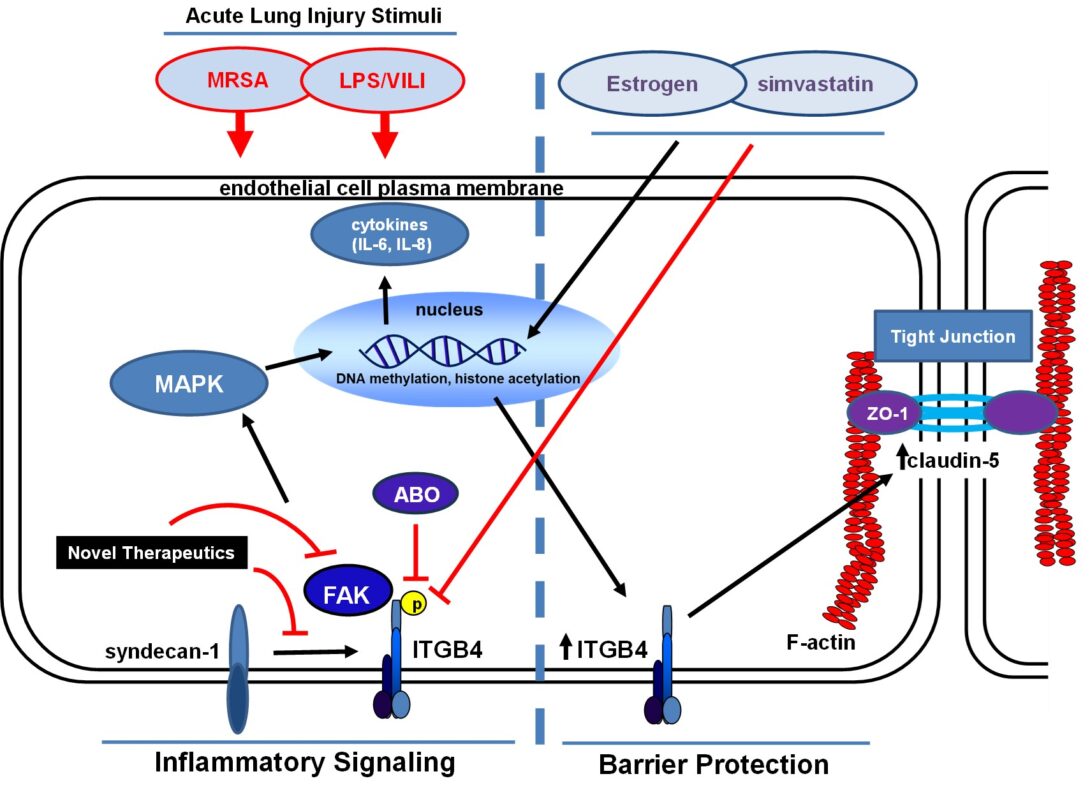 Highlighted Ongoing Project: Integrin Beta 4 as a Novel Therapeutic Target in Acute Lung Injury