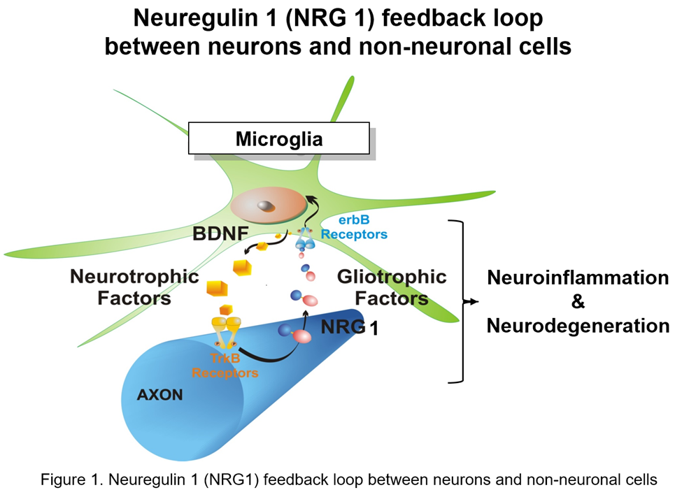A scientific illustration of neuregulin feedback loops