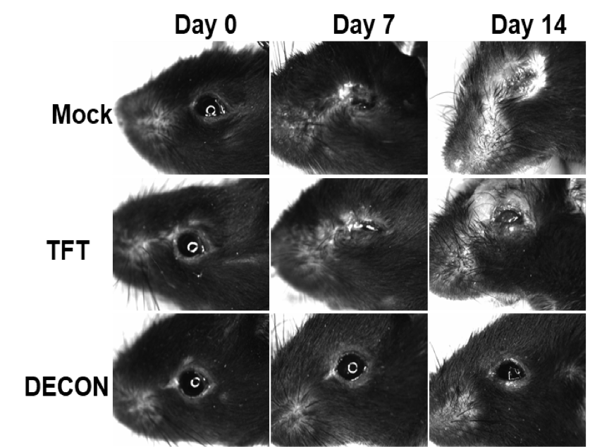 A grid of closeup images of mice eyes.