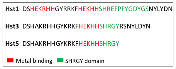 3 lines of text with some black letters, some red letters and some green letters. Red indicates metal binding and green indicates SHRGY domain.