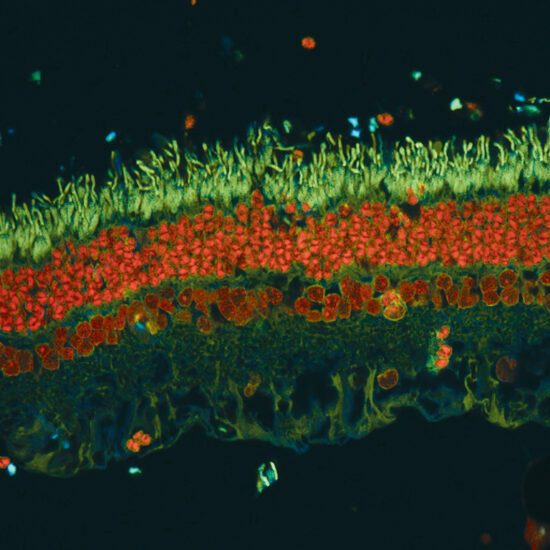 Immunofluorescence image of retinal cell layers