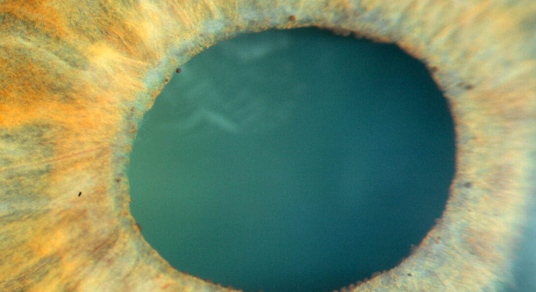 Close up view of a gold-colored iris