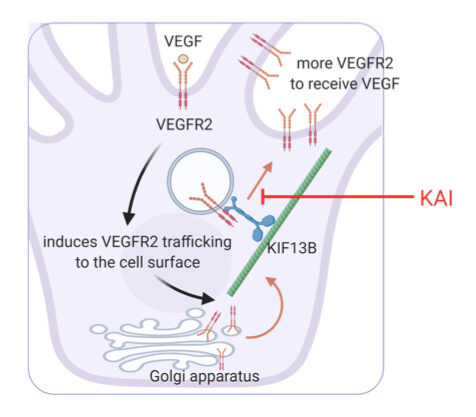 An illustration showing KAI inhibiting VEGFR2 movement to the cell surface