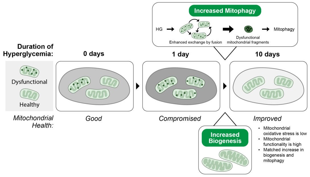 Hyperglycemia-induced mitochondrial adaptation (HIMA) involves a coordinated increase in mitophagy and mitochondrial biogenesis.