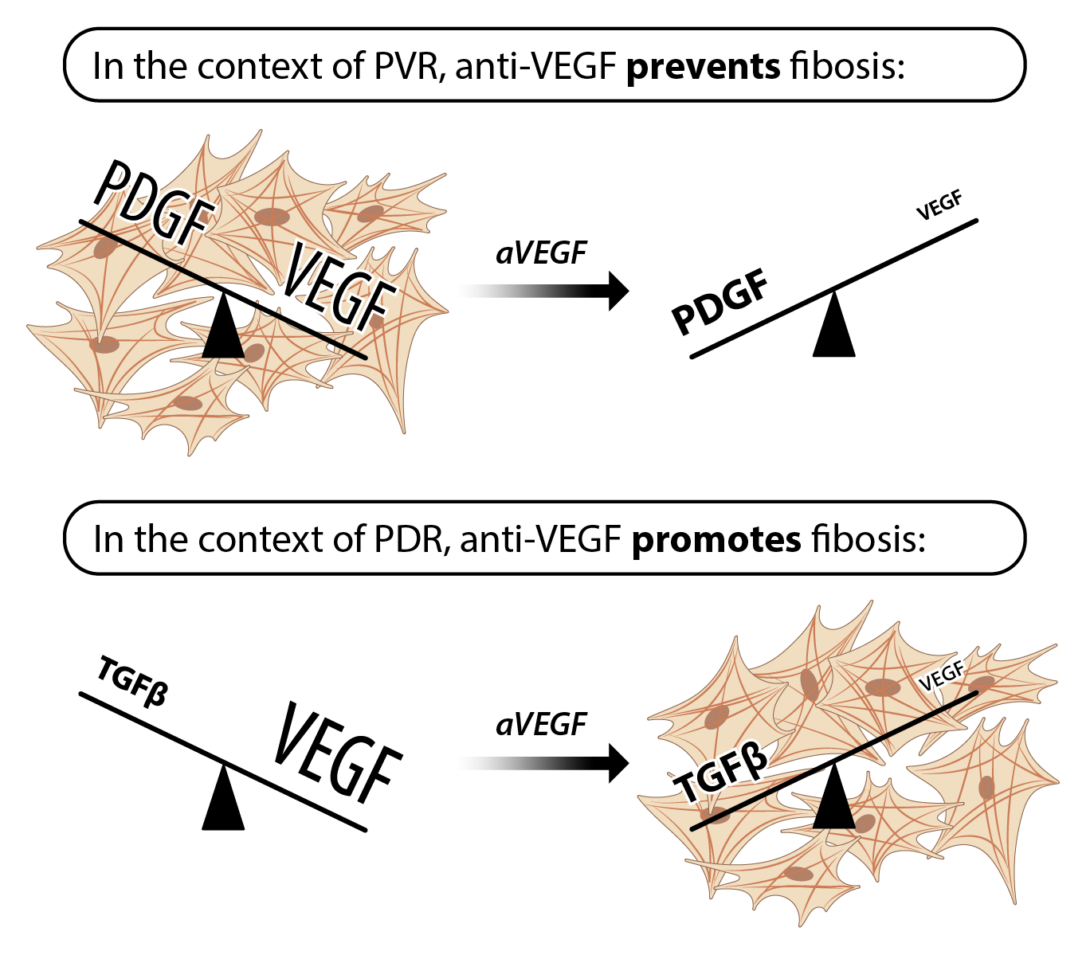 The effect of anti-VEGF on fibrosis depends on the context.