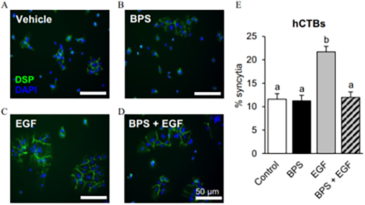 BPS blocks EGF-mediated human cytotrophoblast (hCTB) cell fusion (Env. Health Perspect. 2021)