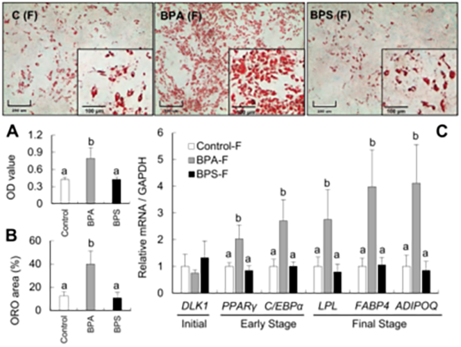 Gestational BPA leads to increased fetal adipogenic differentiation.