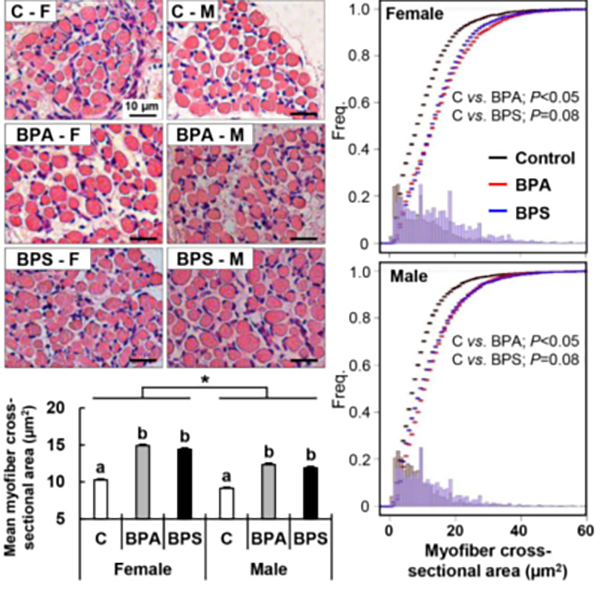 BPA and BPS alters myogenic differentiation during fetal life.