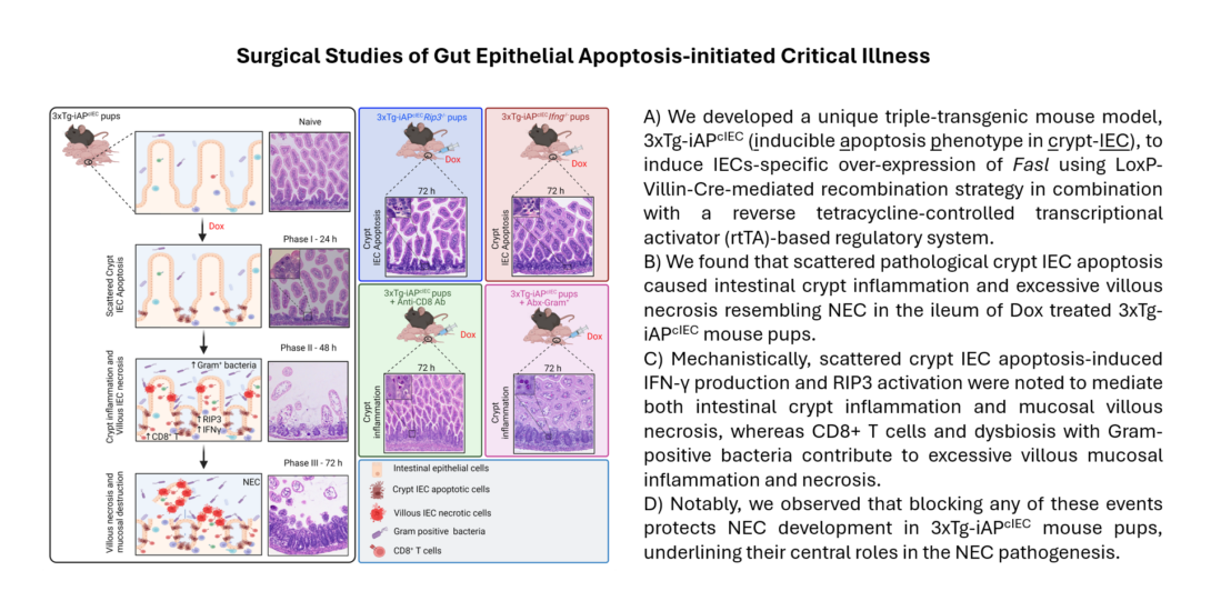 Surgical Studies of Gut Epithelial Apoptosis-initiated Critical Illness