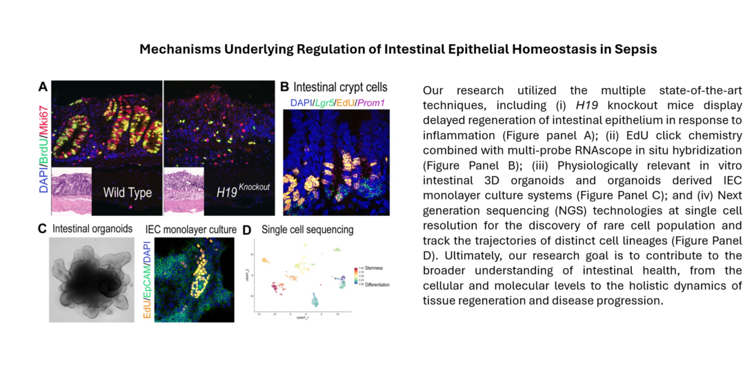 Mechanisms Underlying Regulation of Intestinal Epithelial Homeostasis in Sepsis