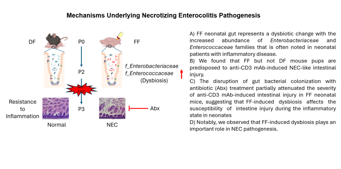 Mechanisms Underlying Necrotizing Enterocolitis pathogensis