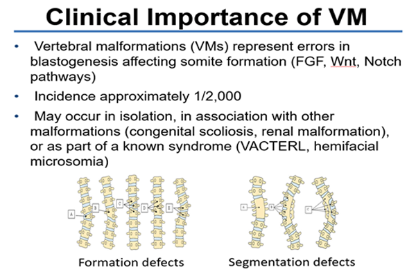Clinical Importance of VM